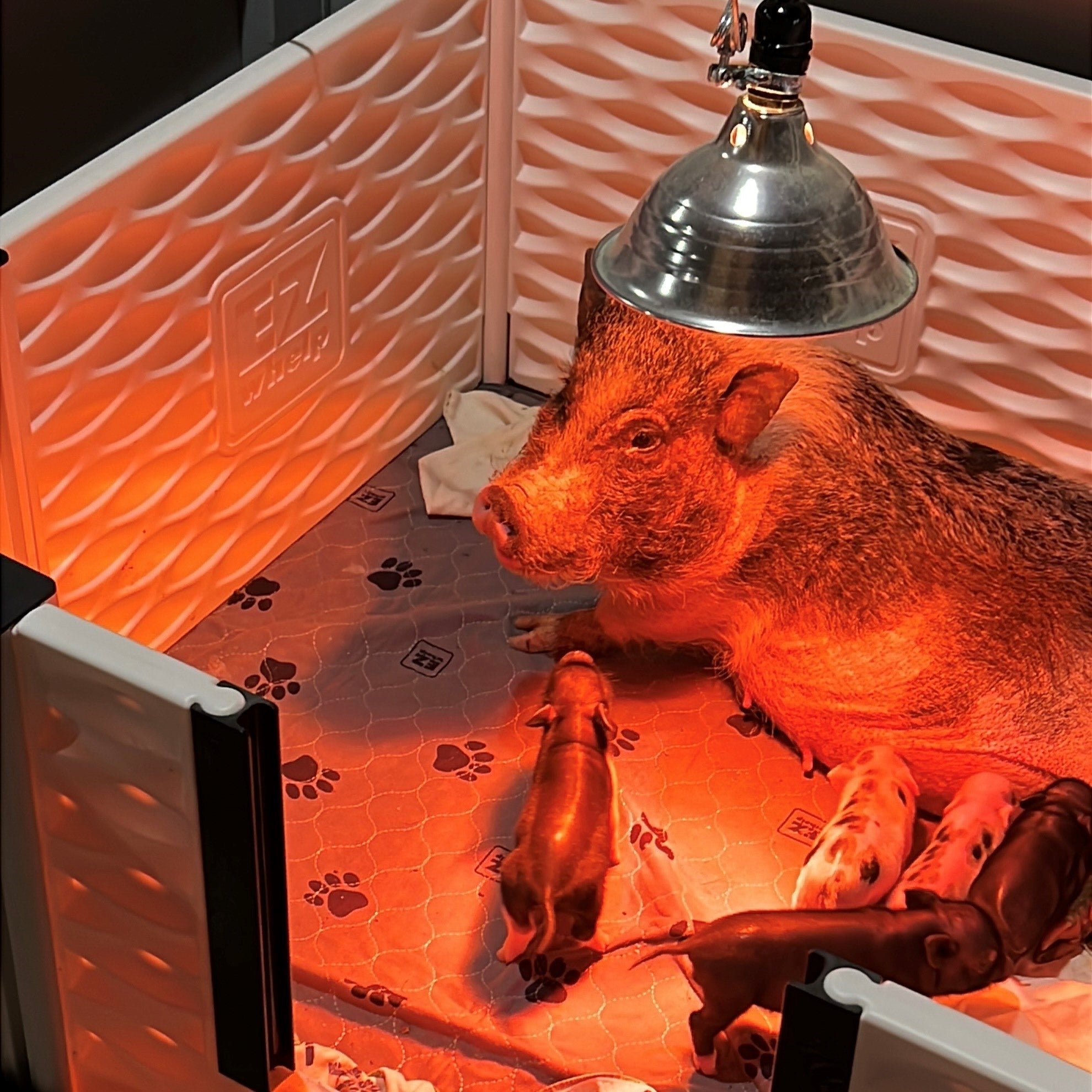 Farrowing (Whelping) Mini Pet Pigs