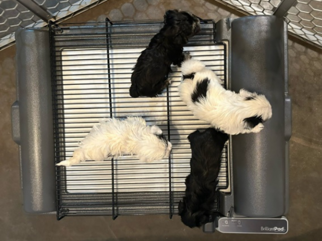 BrilliantPad Professional with Grate Bundle for Breeders