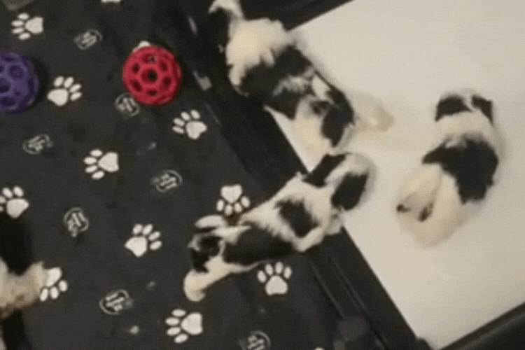 BrilliantPad Professional System for Breeders