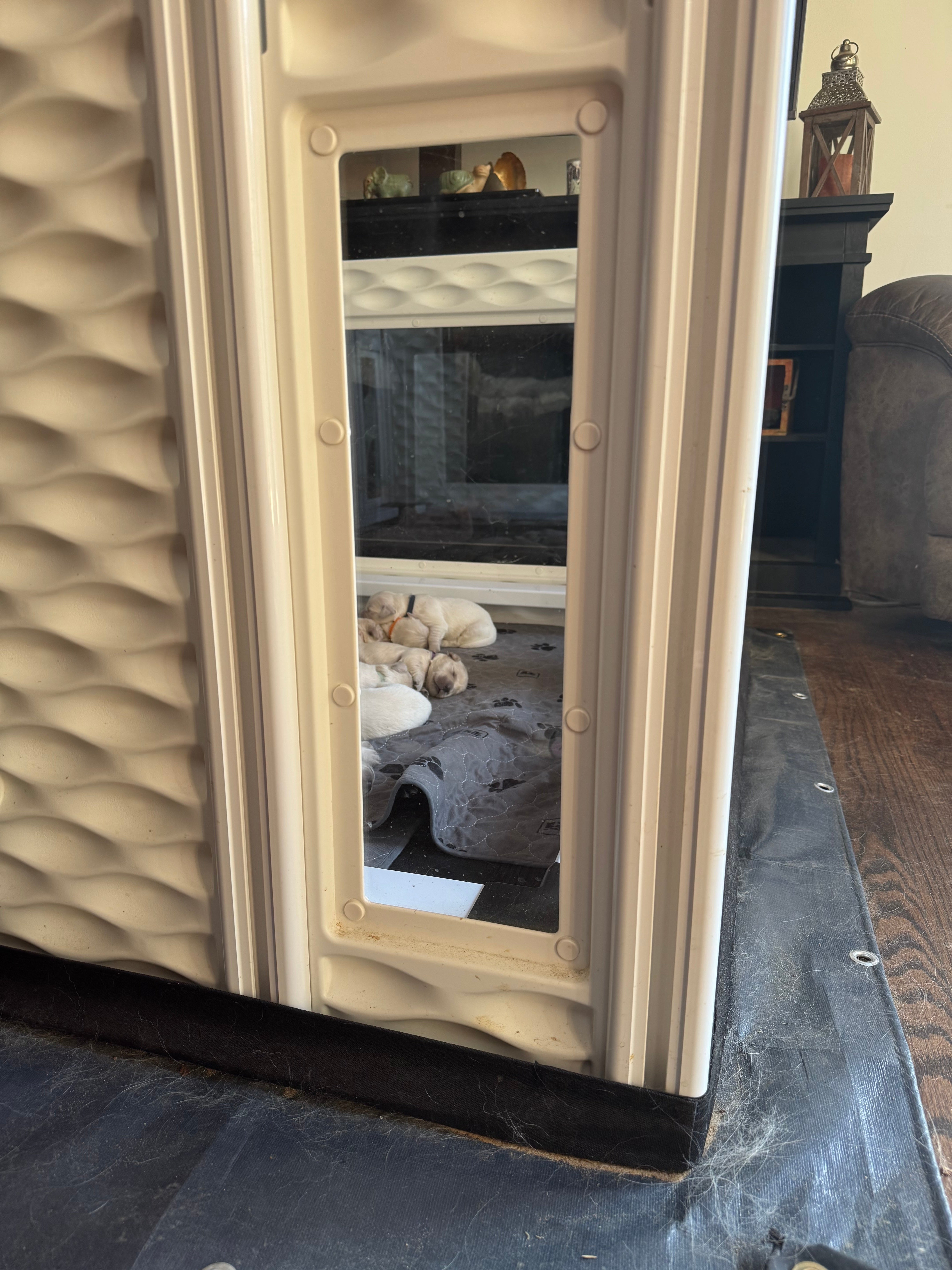 EZclassic TALL Windowed Whelping Box Set w/Rail Assembly