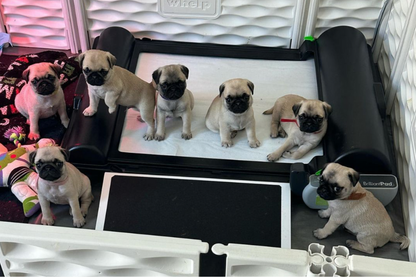 BrilliantPad Professional System for Breeders