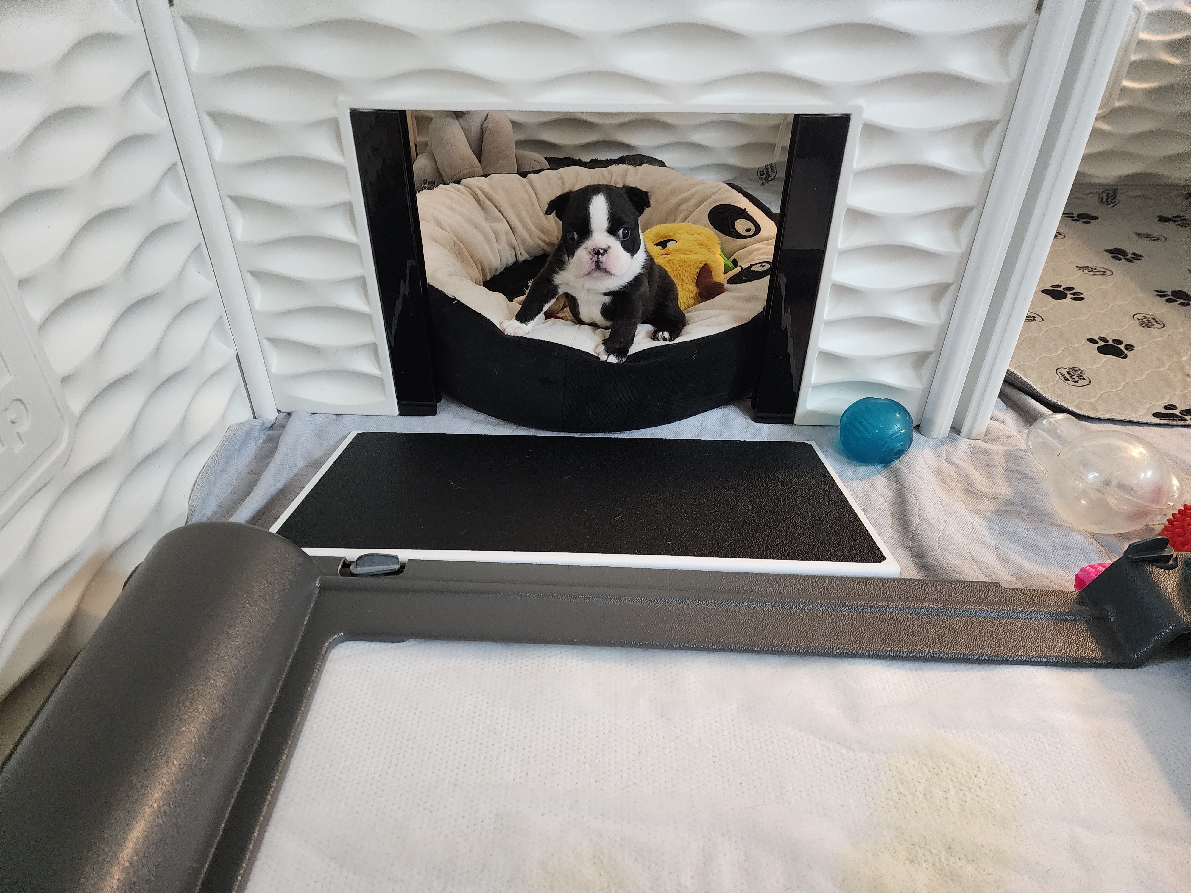 BrilliantPad Professional with Grate Bundle for Breeders