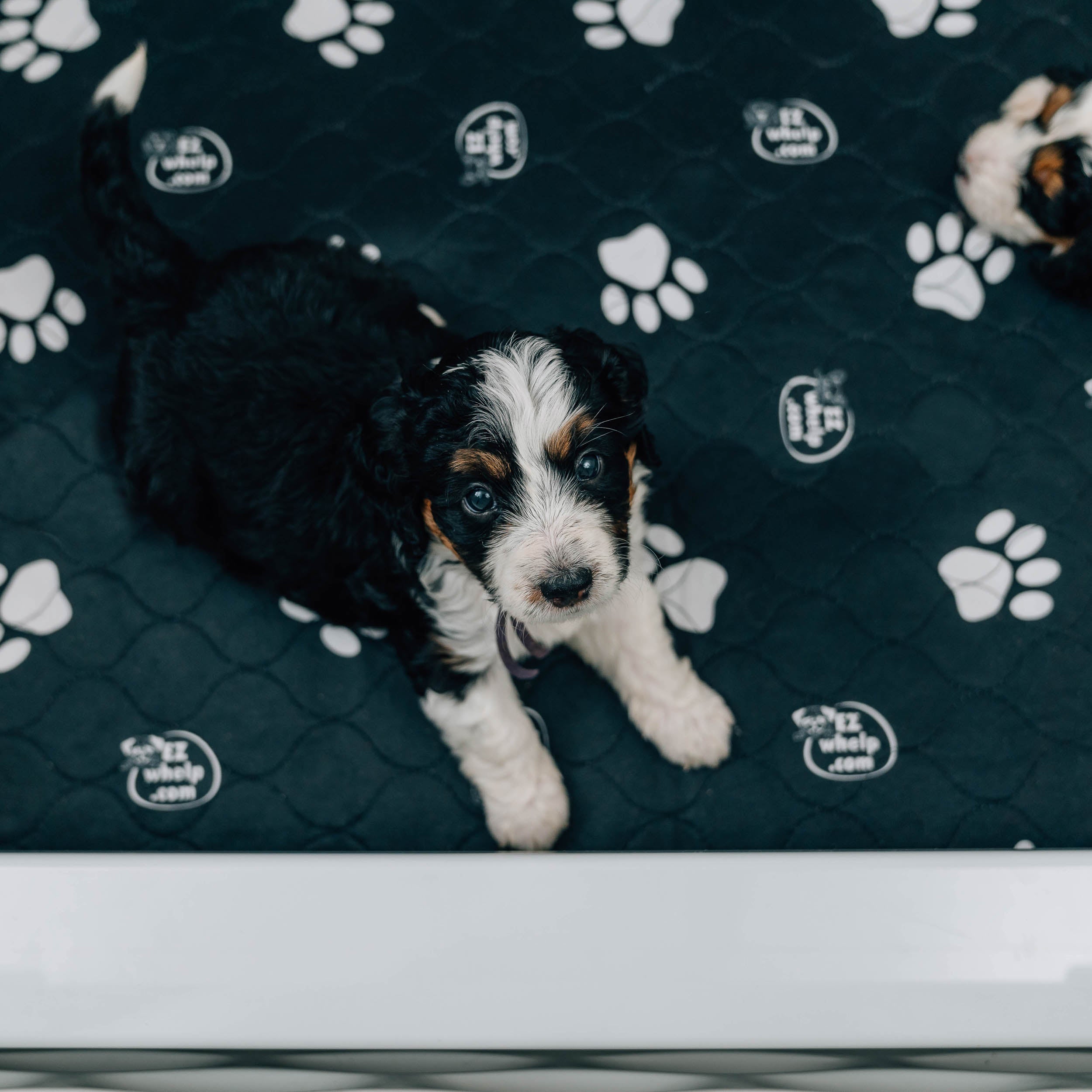 Black & White Slip Resistant Paw Print Pad/Mat, 2 Pack