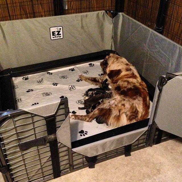Whelping hot sale box petsmart