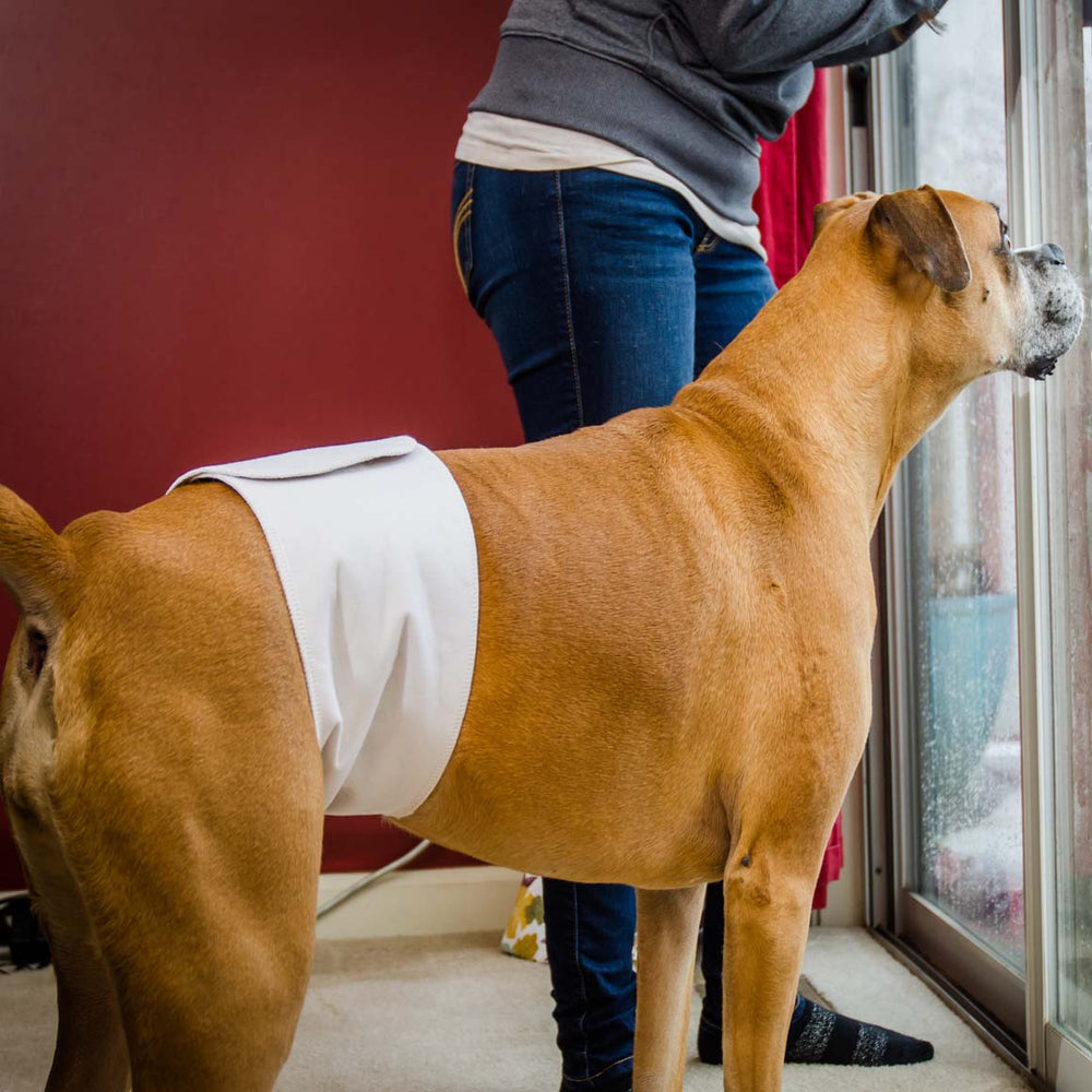 Dog Belly Bands & Diapers EZwhelp